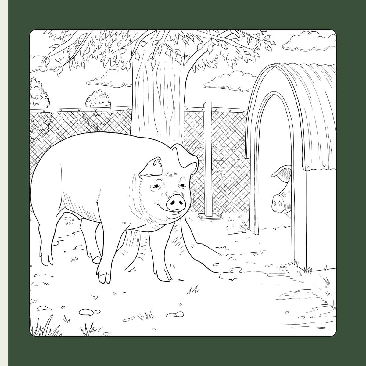 Dessin au trait d’Aglaé la cochonne, oreille gauche retournée